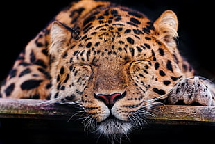 brown jaguar HD wallpaper